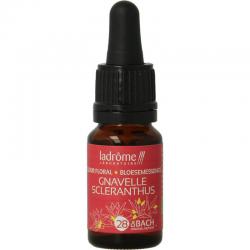 Scleranthus / hardbloem bio
