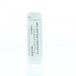 Plantago major 30K