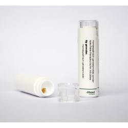 Rhus toxicodendron LM7