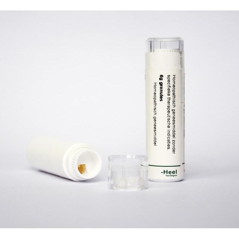 Rhus toxicodendron LM8