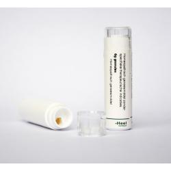 Rhus toxicodendron LM10