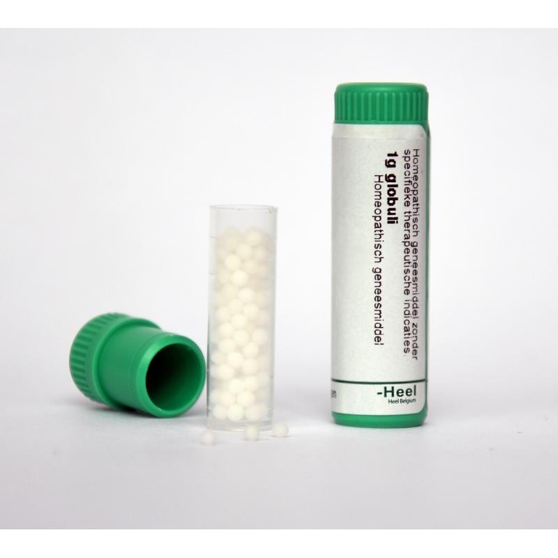Phytolacca decandra LM6