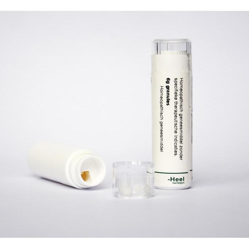 Conium maculatum LM7