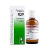 Coconium gastreu R29