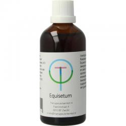 Equisetum