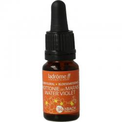 Water violet bio