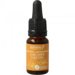 Chicoree chicory bio
