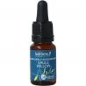 Ladrome Willow bio