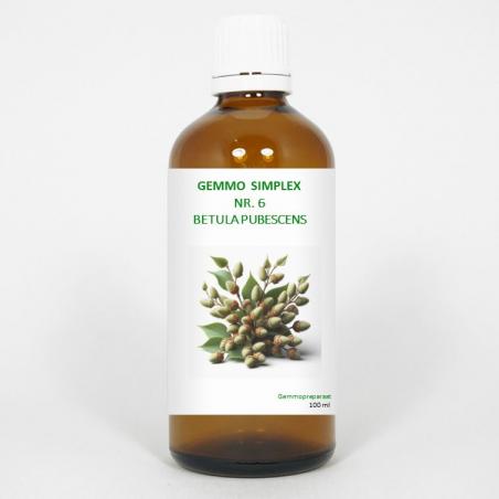 Gemmo simplex 6 betula pubescens