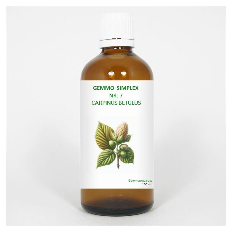 Gemmo simplex 7 carpinus betulus