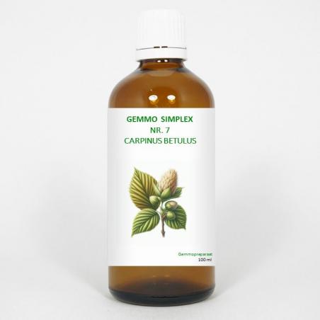 Gemmo simplex 7 carpinus betulus