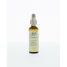 Hornbeam/haagbeuk